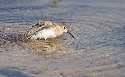 Dunlin Bathing
