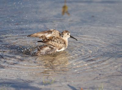 Dunlin Bathing