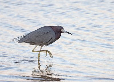 Little Blue Heron