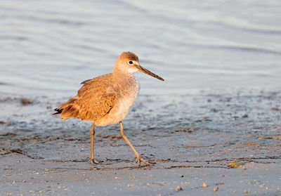 Willet