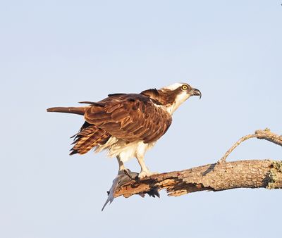 Osprey