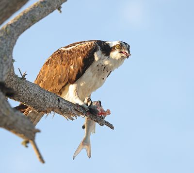 Osprey