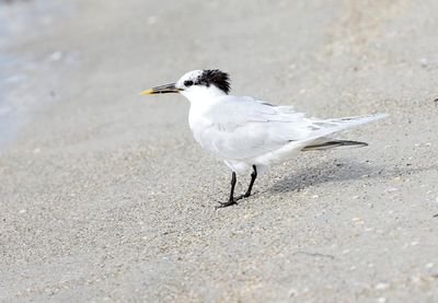 Sandwich Tern