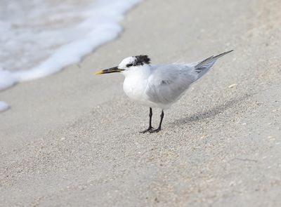 Sandwich Tern