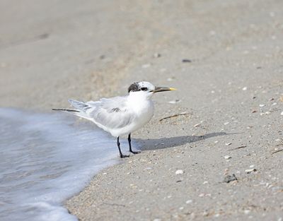 Sandwich Tern