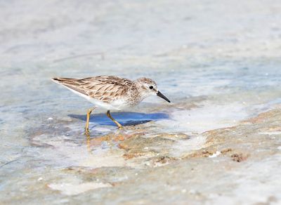 Least Sandpiper