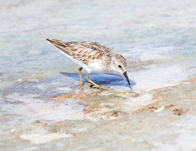 Least Sandpiper
