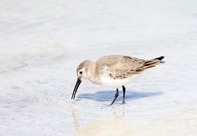 Dunlin