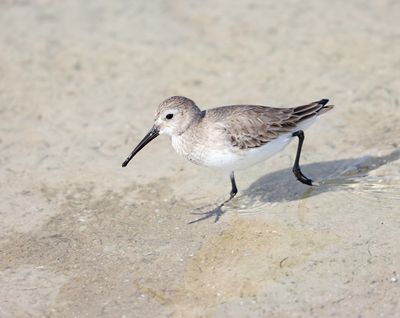 Dunlin