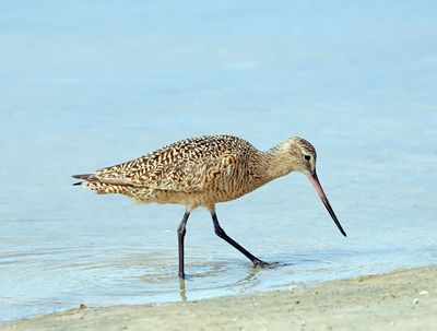 Marbled Godwit