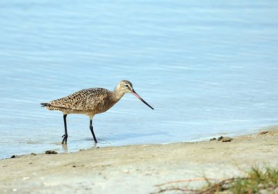 Marbled Godwit