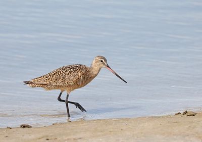 Marbled Godwit