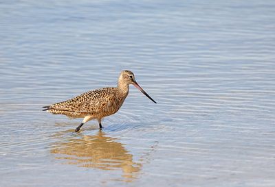 Marbled Godwit