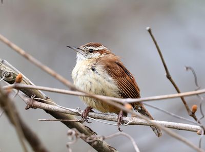 Carolina Wren
