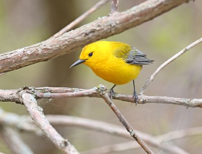 Prothonotary Warbler