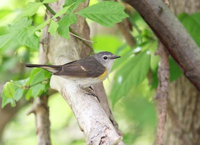Redstart