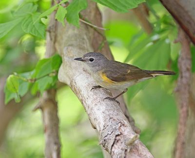 Redstart