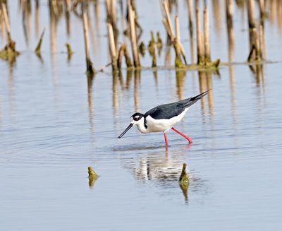 Black-necked Stilt