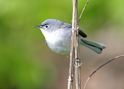 Blue-gray Gnatcatcher
