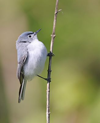 Blue-gray Gnatcatcher