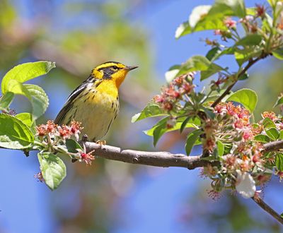 Blackburnian Warbler