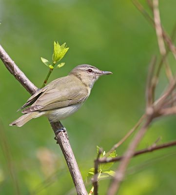Red-eyed Vireo