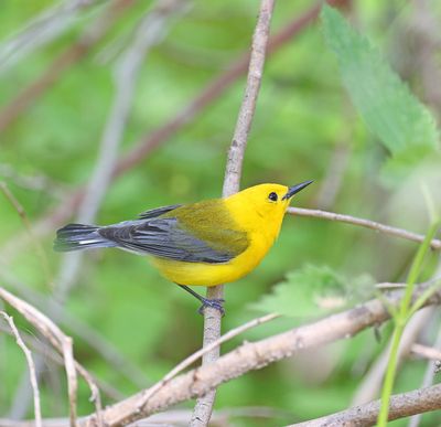 Prothonotary Warbler