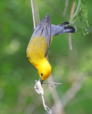 Prothonotary Warbler