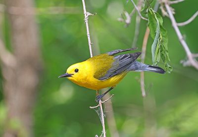 Prothonotary Warbler