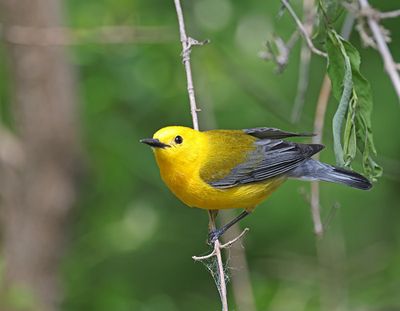 Prothonotary Warbler