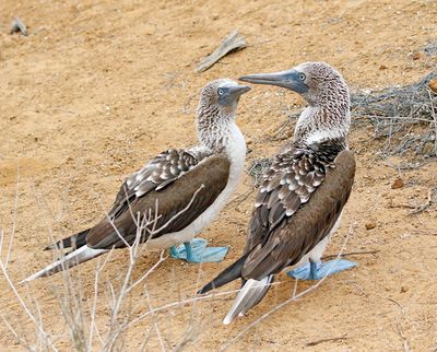 Blue-footed Booby