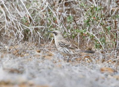 San Cristobal Mockingbird