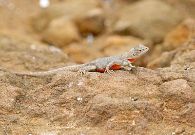 Lava Lizard