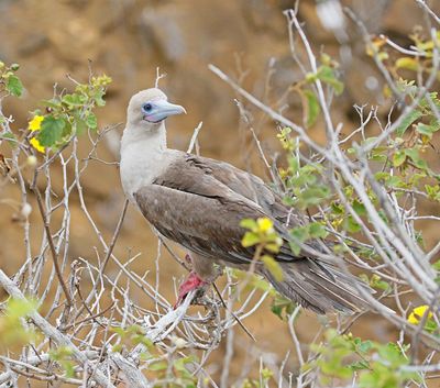 Red-footed Booby