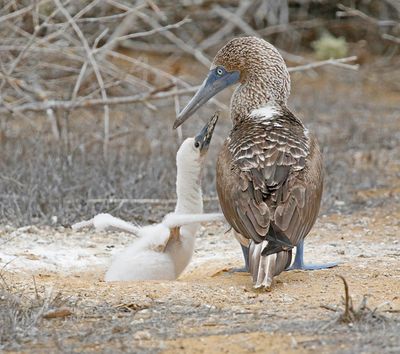 Blue-footed Booby with begging young