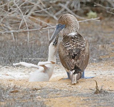 Blue-footed Booby with begging young
