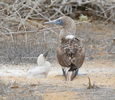 Blue-footed Booby with begging young