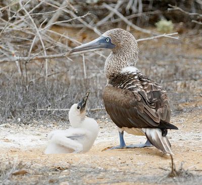 Blue-footed Booby with begging young