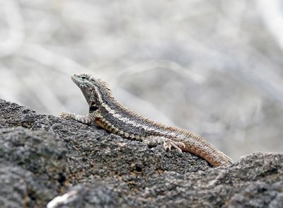 Lava Lizard