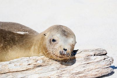 Galapagos Sea Lion 