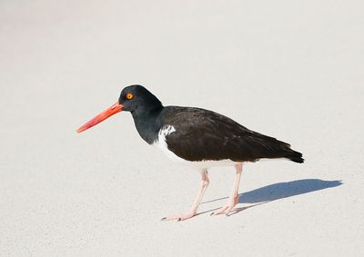 Galapagos Oystercatcher