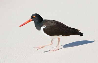 Galapagos Oystercatcher