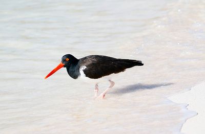 Galapagos Oystercatcher