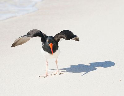 Galapagos Oystercatcher