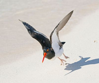Galapagos Oystercatcher