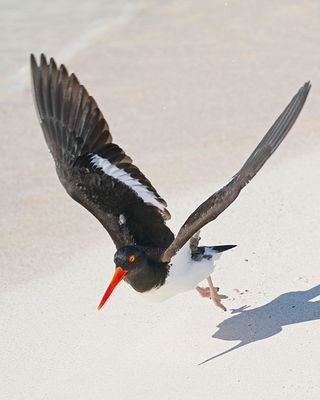 Galapagos Oystercatcher
