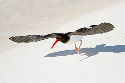 Galapagos Oystercatcher