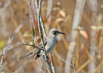 San Cristobal Mockingbird
