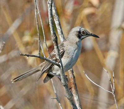 San Cristobal Mockingbird