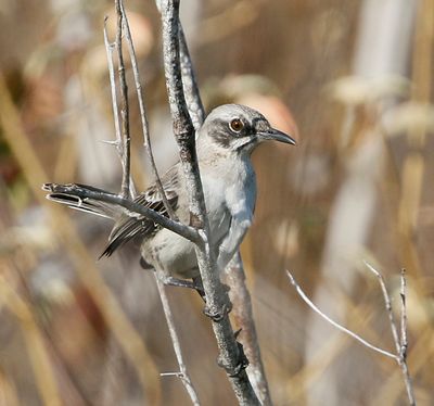 San Cristobal Mockingbird